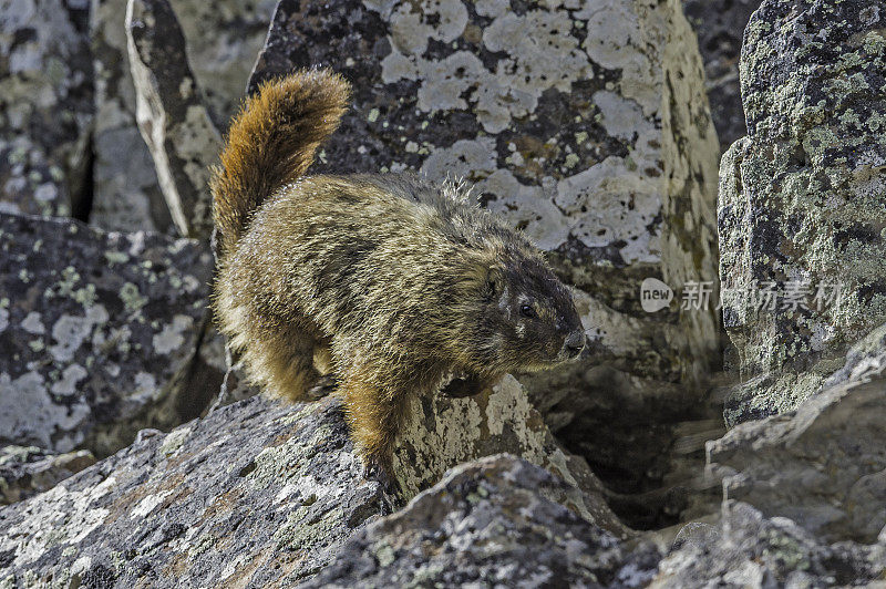 胆小的土拨鼠;Marmota flaviventris;在怀俄明州的黄石国家公园。